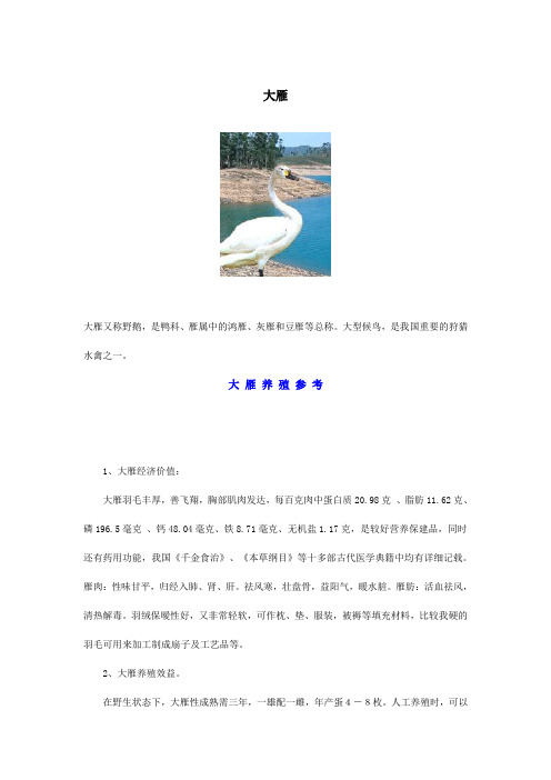 大雁