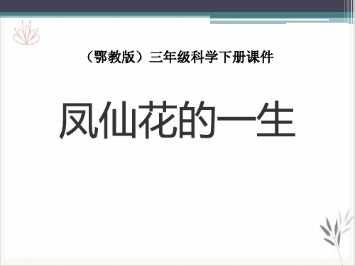 凤仙花的一生课件ppt