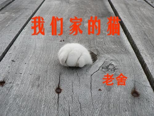 《我们家的猫》PPT课件四