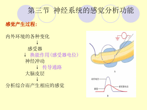 南京大学生理学课件 第三章 神经系统2