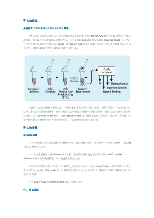 IP实验原理
