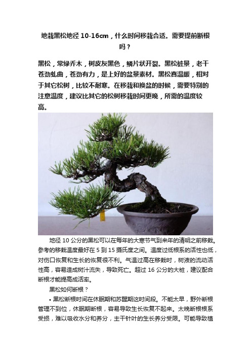 地栽黑松地径10-16cm，什么时间移栽合适。需要提前断根吗？
