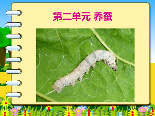 1.我们来养蚕 (1)