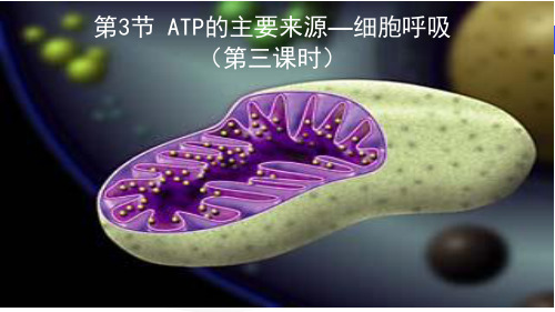 人教版高中生物必修一课件：5.3.3细胞呼吸(细胞呼吸原理的应用和影响因素) (共23张PPT)
