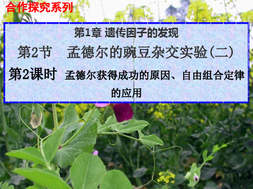 高中生物人教版必修2  1.2.2 孟德尔获得成功的原因、自由组合定律的应用 PPT课件(35张)