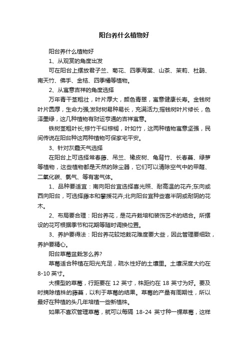阳台养什么植物好