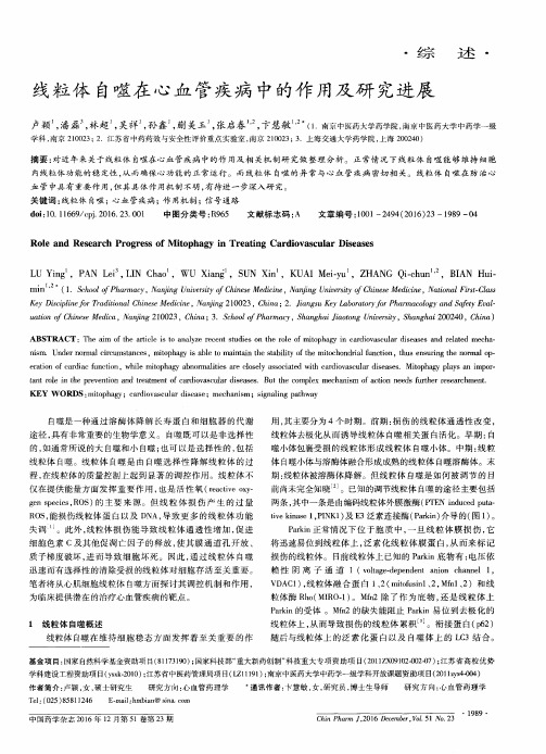 线粒体自噬在心血管疾病中的作用及研究进展