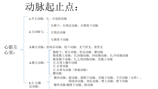 动静脉起止
