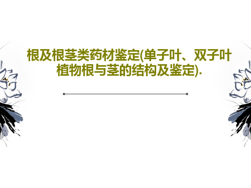 根及根茎类药材鉴定(单子叶、双子叶植物根与茎的结构及鉴定).35页PPT
