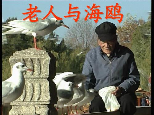 21 老人与海鸥