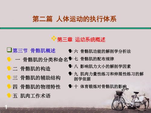 人体运动的执行体系  ppt课件