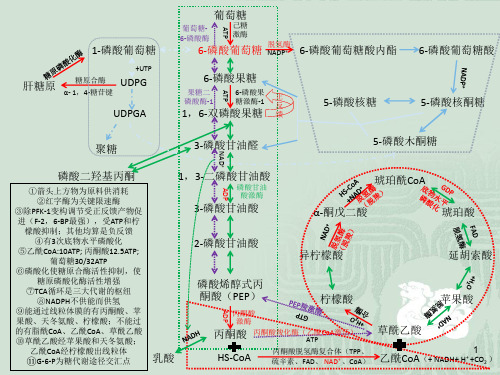糖代谢途径汇总简图ppt课件
