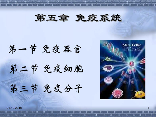 第五章 免疫系统 第一节 免疫器官-20页PPT精品文档