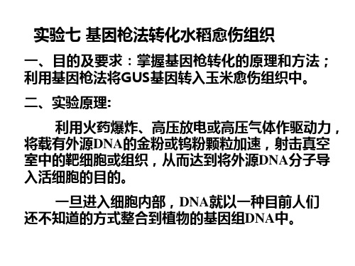实验七 基因枪转化