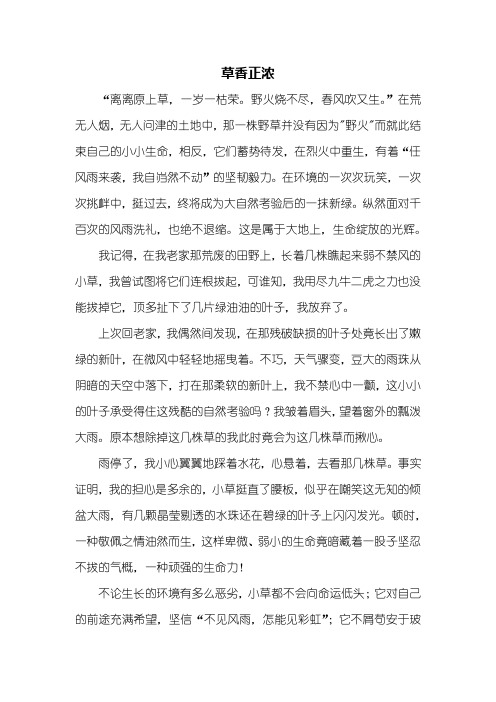 初二作文：草香正浓作文600字