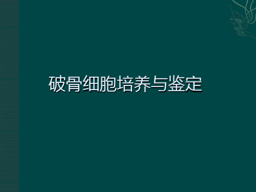 004破骨细胞培养及鉴定