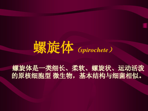 13第二节 梅毒螺旋体
