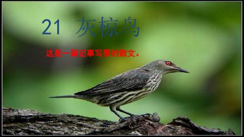 鄂教小学语文四年级下册《21灰椋鸟》PPT课件