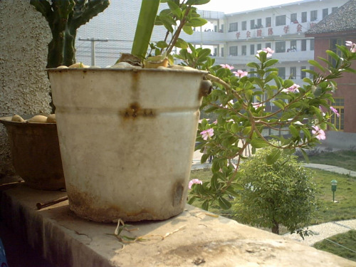 植物激素的发现(修改版)