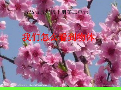 青岛版五科下第二单元我们怎么看到物体