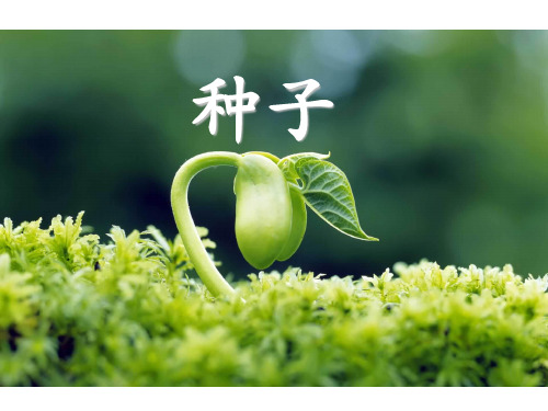 四年级下语文课件-1 种子 语文S版 (共27张PPT)