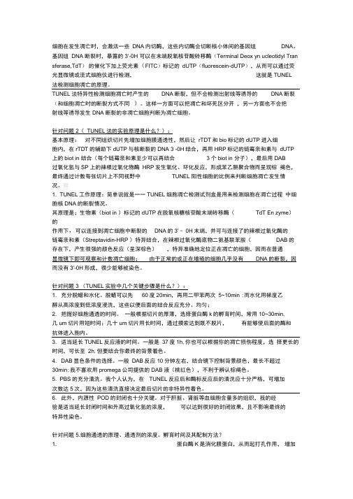 TUNEL法检测细胞凋亡