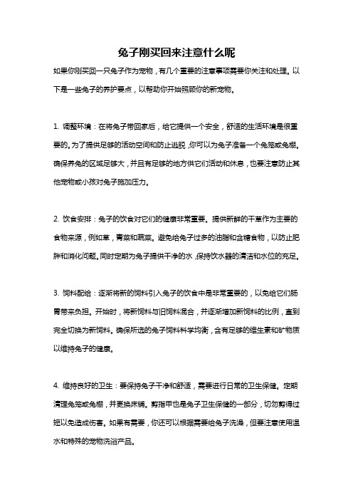 兔子刚买回来注意什么呢