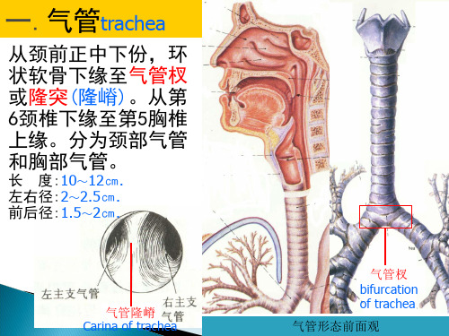 医学课件气管支气管解剖