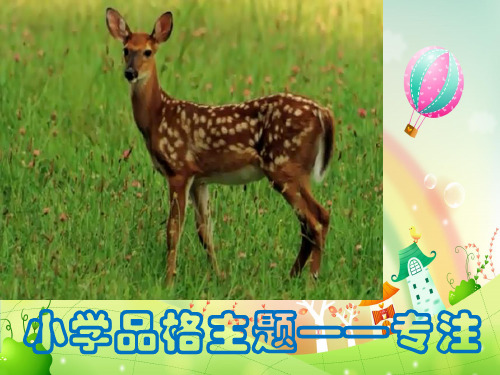 小学品格教育《专注》课件