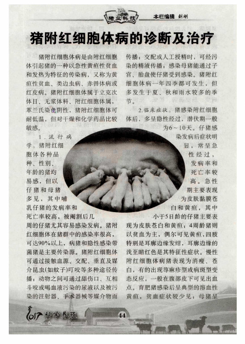 猪附红细胞体病的诊断及治疗