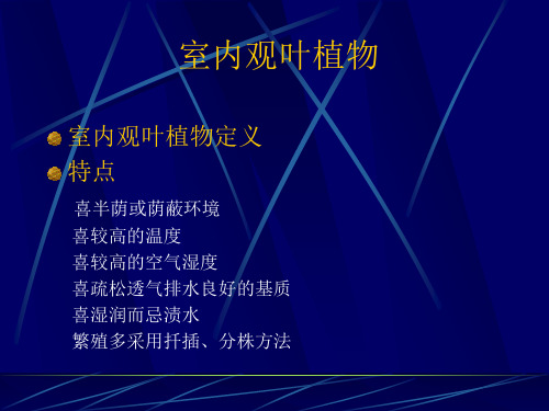第十一章室内观叶植物1