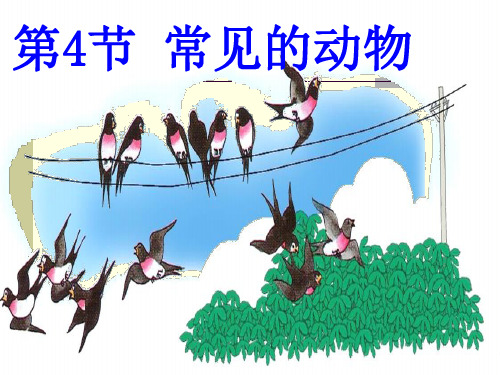 浙教版七年级科学上册2.4常见的动物(1)