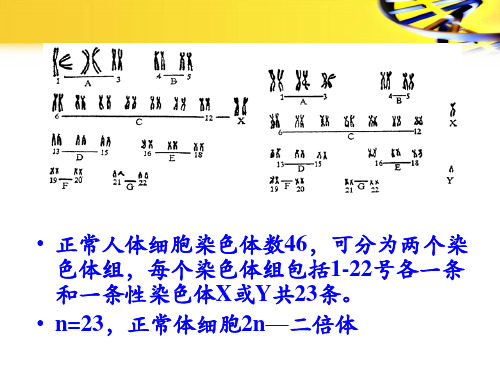 124.1染色体畸变医学遗传学数目畸变