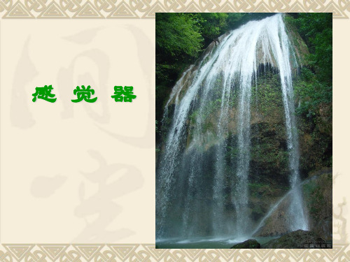 《感觉器》ppt课件
