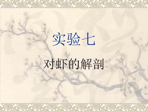 实验七 日本沼虾及其它节肢动物