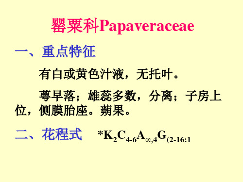 植物学罂栗科