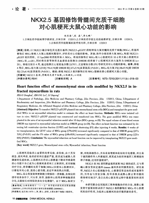 NKX2.5基因修饰骨髓间充质干细胞对心肌梗死大鼠心功能的影响