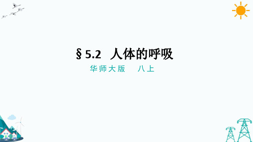 HS版科学八年级上册5.2人体的呼吸