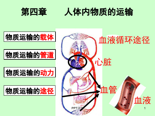 物质运输的途径  ppt课件