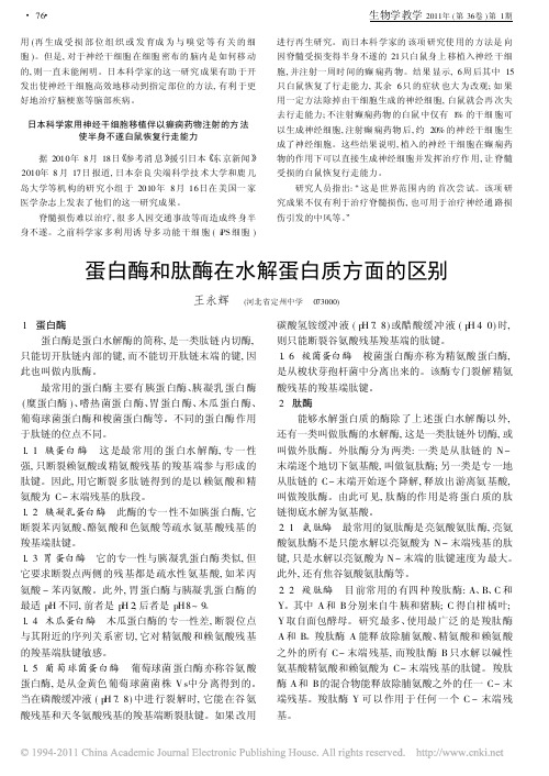 蛋白酶和肽酶在水解蛋白质方面的区别