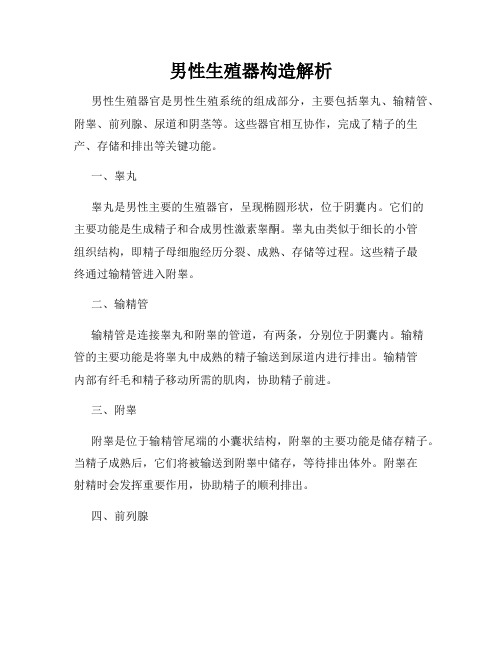 男性生殖器构造解析