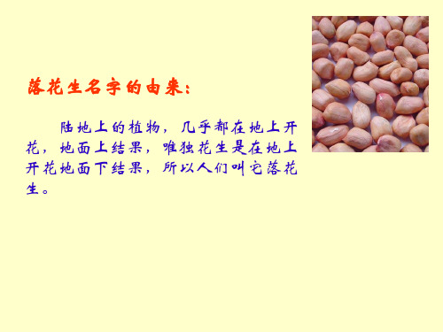 北师大版语文四年级上册第4单元《落花生》ppt课件1