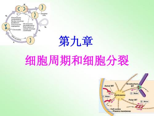 9.细胞周期和分裂