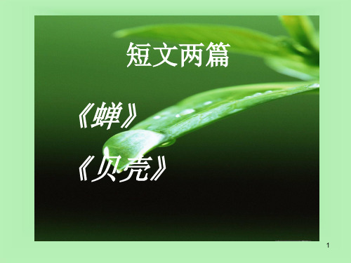《蝉贝壳》2PPT课件