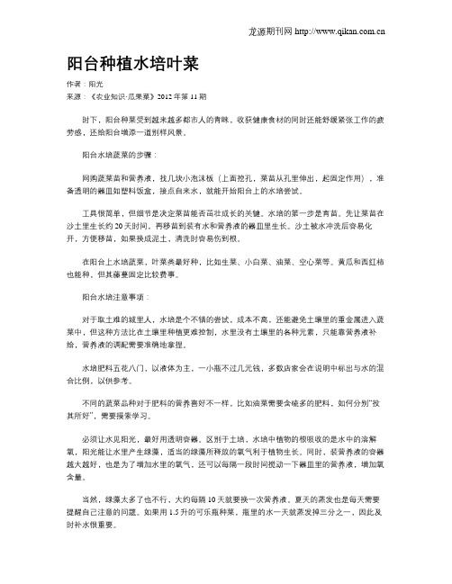 阳台种植水培叶菜