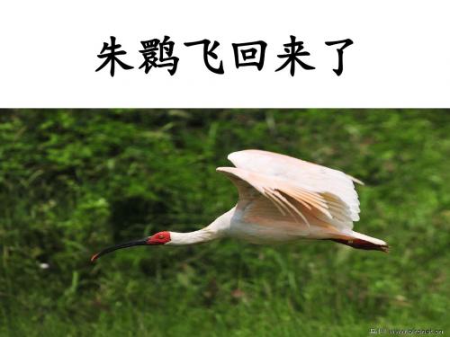 《朱鹮飞回来了》ppt