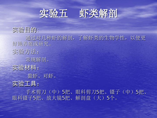 虾类解剖