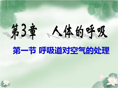 人教版七下生物第三章第一节 呼吸道对空气的处理课件 (共36张PPT)