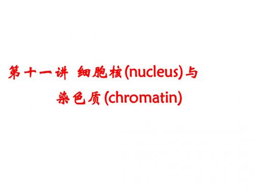 第十一讲 细胞核及染色质