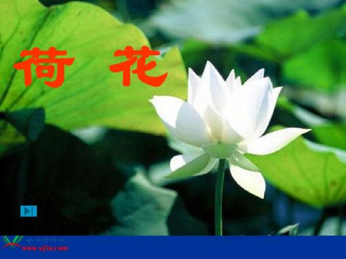 《荷花》PPT课件(苏教版三年级语文下册课件)